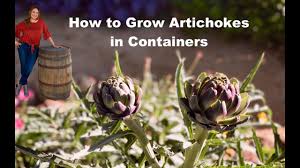 See full list on thespruce.com Growing Artichokes The Complete Guide To Plant Care And Harvest Artichoke