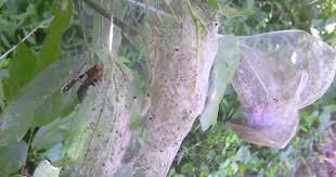 How to get rid of caterpillars on trees. Fall Webworm Control How To Get Rid Of Fall Webworms Hyphantria