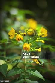 Image result for Senna septemtrionalis