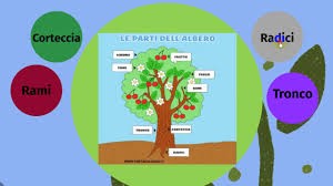 4.riflettiamo giunti al termine di questo percorso di biologia vegetale proponiamo una mappa concettuale in cui sintetizzare quanto appreso in forma grafica attraverso l'uso di parole chiave. I Vegetali Youtube