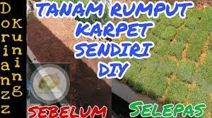 Cara kaedah panduan menanam rumput karpet dengan menggunakan biji benih. Cara Mudah Tanam Rumput Karpet Easy Way To Grow Grass Youtube