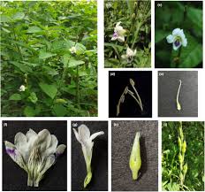 Image result for Asystasia malawiana