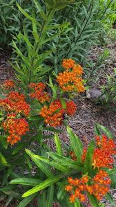Image result for Asclepias foliosa
