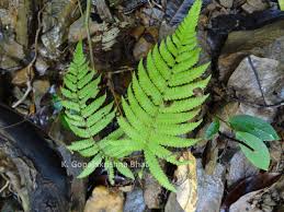 Image result for Christella parasitica