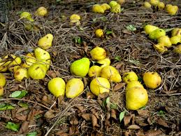 Mar 22, 2016 · these larvae may deform the fruit but rarely complete development in fruit that remains on the tree. Do You Forage For Food This Interactive Online Map Can Help