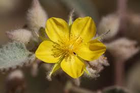 Image result for Corchorus schimperi