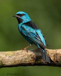 Image result for Lagenaria rufa