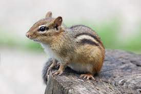Squirrel animal rodent nature cute mammal wildlife furry fur chipmunk. An Abundance Of Chipmunks In 2020 Wxpr