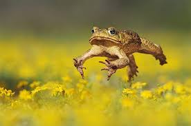 Maybe you would like to learn more about one of these? Why Toads Are Valuable In The Garden Birds And Blooms