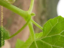 Image result for Cucumis bryoniifolius