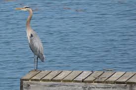 Small Birds Of Upstate Ny Blue Heron On Dock Cape Vincent Ny Https Www Facebook Com Pages Tony Leone Photography 720206368009911 Cape Vincent Saint Lawrence River Lake Ontario