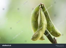 Image result for Cajanus cajan