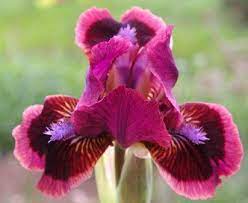 Cat S Eye Sdb Standard Dwarf Bearded Iris Iris Garden Bearded Iris Iris Flowers