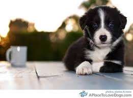 Crate training, newspaper retrieval and helping out around the house. Dogs Coffee Love Two Of Our Favorite Things Collie Puppies Border Collie Puppies Border Collie