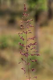 Image result for Sporobolus ioclados