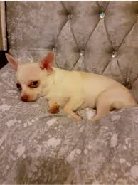 Magical, meaningful items you can't find anywhere else. Bbc North West On Twitter Police Are Appealing After A Dog Has Gone Missing During A Burglary In Swinton Police Say Bhoot A Male Chihuahua Was Either Taken Or Escaped During The