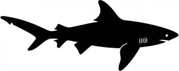 Black And White Shark Teeth Clipart Google Image Result For Http Www Wallmonkeys Com Bmz Cache F F0914b0a6f8b1f575dd2f9d38c3fe8a7 Image 475x19 Fish Silhouette Shark Silhouette Animal Silhouette