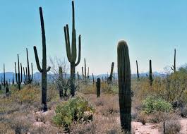 The saguaro often begins life in the shelter of a nurse tree or shrub which can provide a shaded, moist habitat for the sonoran desert of extreme southeastern california, southern arizona and adjoining northwestern mexico. Saguaro National Park West Section Tucson Mountain