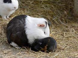 Um ein überwachsen und eine fehlausrichtung zu verhindern, ist es wichtig, dass ihr meerschweinchen die richtige ernährung mit faserigem raufutter erhält, an dem es nagen kann. Wann Sind Meerschweinchen Ausgewachsen