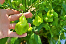 Image result for Capsicum baccatum