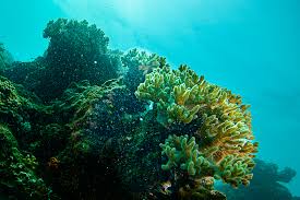 Image result for Scleria xerophila