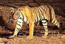 Tiger Wikipedia