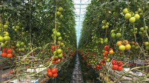 Plant the tomato plant with 1/2 to 2/3 of it under the ground, as noted in the article, with the potato just above the root ball. Your Guide To High Wire Tomato Growing Greenhouse Grower