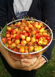 Que Faire Avec Des Cerises Attention Post Multi Recettes En 2020 Recette Cerise Recettes De Cuisine Recette
