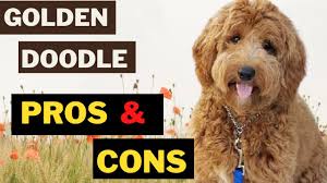 The goldendoodle gets its name from its parent breeds—the golden retriever and the poodle. Goldendoodle 12 Pros And Cons Of Golden Retriever And A Poodle Mix Youtube