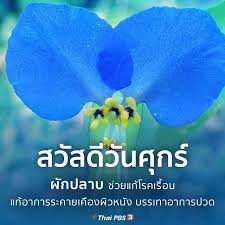 thai pbs ไทยพ บ เอส บน instagram สว สด ว นศ กร เช าน แอดม นขอเสนอ ผ กปลาบ สว สด ยามเช า ช วยแก โรคเร อน แก อาการระคายเค องท ผ วหน ง in 2021