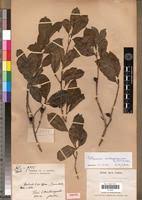 Image result for Trilepisium