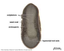 Image result for Lessertia benguellensis