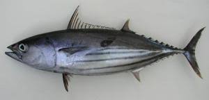 Hal tersebut bisa dibedakan berdasarkan warna dan bentuk ekor. 10 Jenis Ikan Laut Di Indonesia Yang Paling Sering Untuk Konsumsi