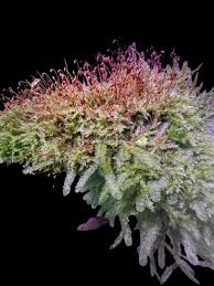 Image result for Porphyrostemma