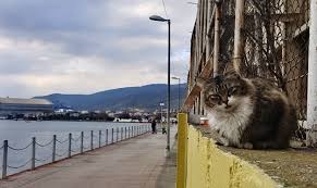 Kedi Ve Deniz 2020 Kedi Hayvan Bulutlar