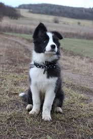 Border Collie Takes Owner From Rags To Riches Gets 500 000 Pet Mansion Dogtime Labradorretrieverpuppies In 2020 Border Collie Humor Border Collie Collie Dog