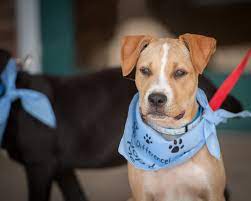 Maybe you would like to learn more about one of these? Operation Paws For Homes All Breed Dog And Cat Rescue In Virgina Maryland Washington Dc And South Central Pa