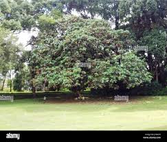 Image result for Dombeya acutangula