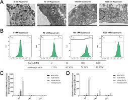 Candidates should have certificate/diploma/degree in computer operations/language. Promoting Effect Of Rapamycin On Osteogenic Differentiation Of Maxillary Sinus Membrane Stem Cells Peerj