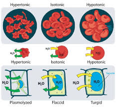 Animal cells and plant cells react differently in a hypotonic solution. Cell Transport And Homeostasis Ck 12 Foundation