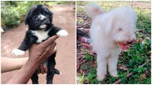 We would like to show you a description here but the site won't allow us. Animals Pets Teriya Puppies