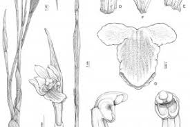 Image result for Orthochilus ruwenzoriensis