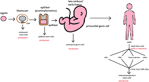 Animal cells are most likely to experience damage from. Stem Cells Past Present And Future Stem Cell Research Therapy Full Text