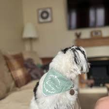 Gender Reveal Dog Bandana, Pregnancy Photoshoot, Baby, It's a Boy Girl,  Pink Blue Bandana