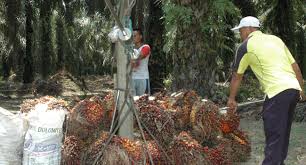 Namun biaya telah menjadi hambatan besar. Berita Sawit Diperbatasan Petani Jual Sawit Ke Malaysia