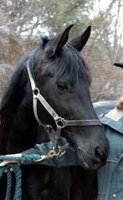 This includes some of the most asked, fun, surprising and crazy animal facts from. Fun Horse Facts For Kids Interesting Information About Horses