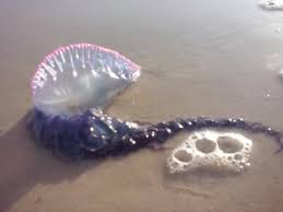 Sem sequelas, 'tou em cena sou veneno caravela portuguesa movimento é obsceno com a vela bem acesa 'tou presente no terreno como o mundo é pequeno e o sistema é: Caravela Portuguesa Picture Of Calhau Beach Sao Luis Tripadvisor