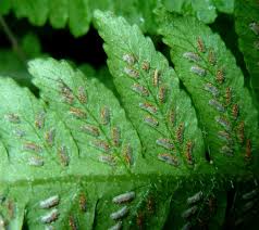 Sort by date then time distance only date then distance newly listed. Athyrium Niponicum Var Pictum Black Lady Fern Japanese Black Lady Fern Japanese Painted Fern Oriental Ladyfern North Carolina Extension Gardener Plant Toolbox