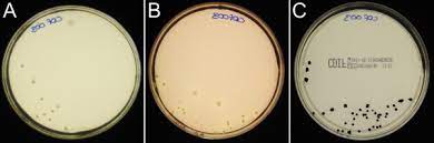 The addition of the antibiotics, cefoxitin and cycloserine, inhibit the growth of enterobacteriaceae, enterococcus faecalis, staphylococci, gram negative non. Comparison Of Culture Based Methods For The Isolation Of Clostridium Difficile From Stool Samples In A Research Setting Sciencedirect