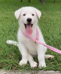Check spelling or type a new query. Siberian Retriever Dog Breed Information And Pictures